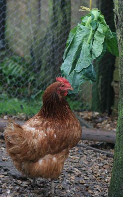 chickens and fresh greens