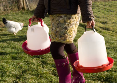 Carrying Chicken Water Containers