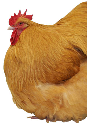 Buff Orpington