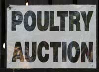 poultry auction