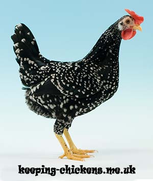 Bantam Chicken Breeds Chart With Pictures