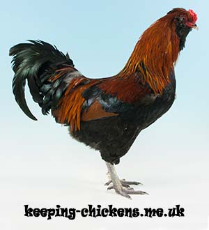 Araucana Chicken Breed