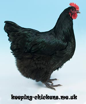 Australorp