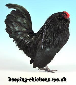 Belgian Bantam