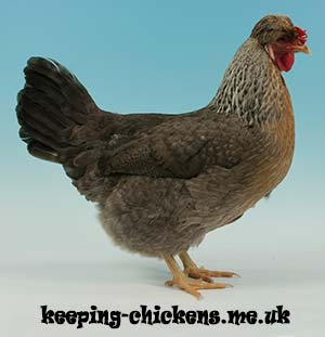 Cream Legbar Chicken Breed