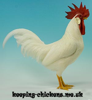 Leghorn