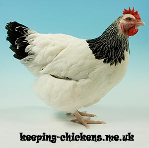 Light Sussex Chicken Breed