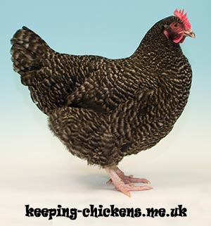 Marans Chicken Breed