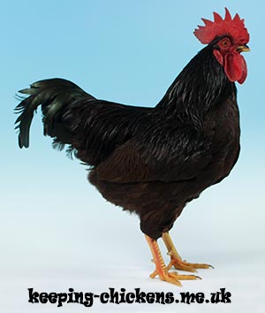 Rhode Island Red