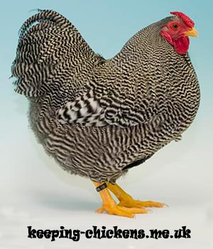 Chicken Breeds with Pictures UK  Keeping Chickens: A Beginners Guide