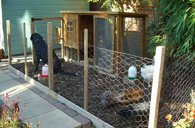 Chicken run in small garden