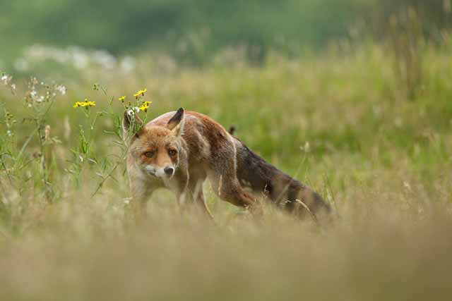 Fox-looking-for-chickens