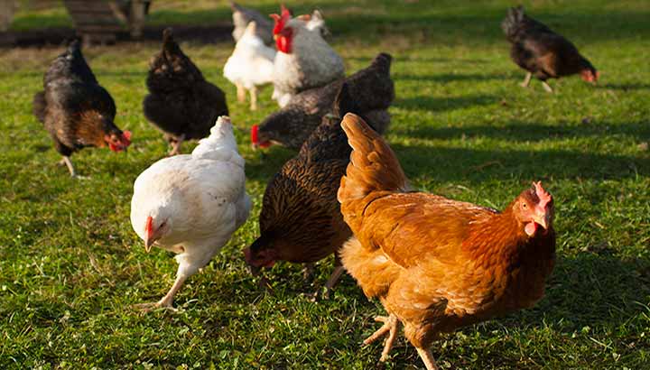 Chickens in Field